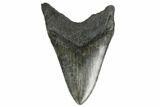 Serrated, Fossil Megalodon Tooth - South Carolina #168128-2